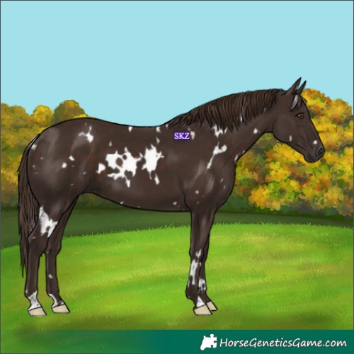 Horse Color:White Spotted Liver Chestnut 