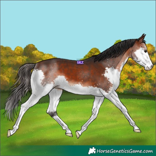 Horse Color:Brown Splash 