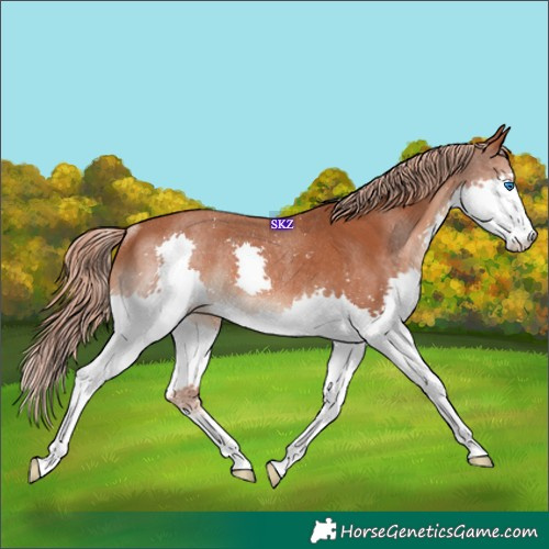 Horse Color:Chestnut Splash Rabicano 