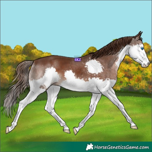 Horse Color:Liver Chestnut Splash 