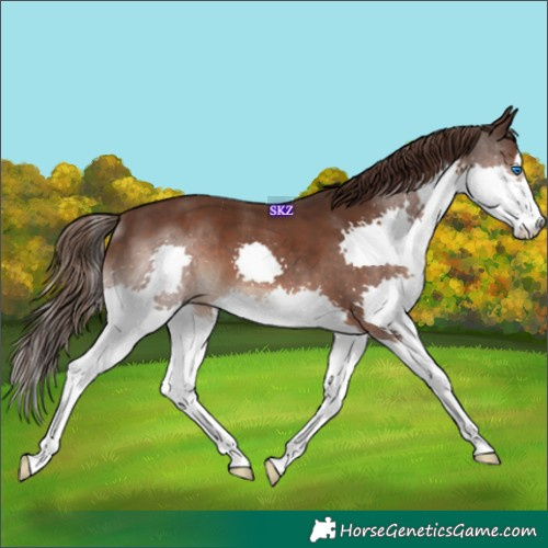 Horse Color:Liver Chestnut Splash 