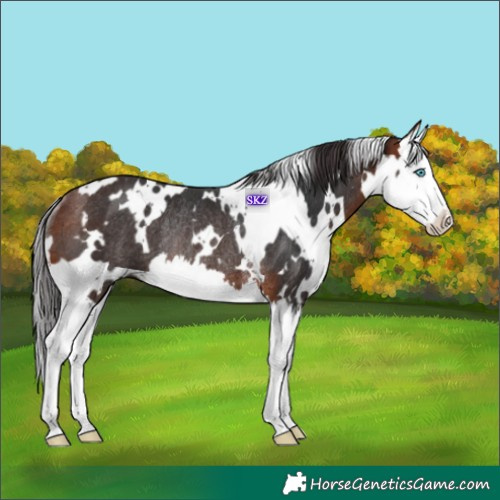 Horse Color:White Spotted Bay Splash Rabicano 