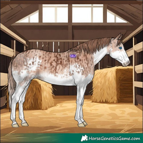 Horse Color:Liver Chestnut Splash  and Gold Champagne Splash 