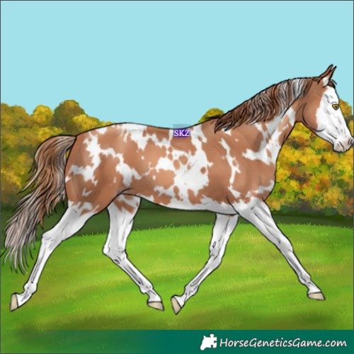 Horse Color:White Spotted Gold Champagne Splash 