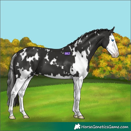 Horse Color:White Spotted Liver Chestnut Splash 