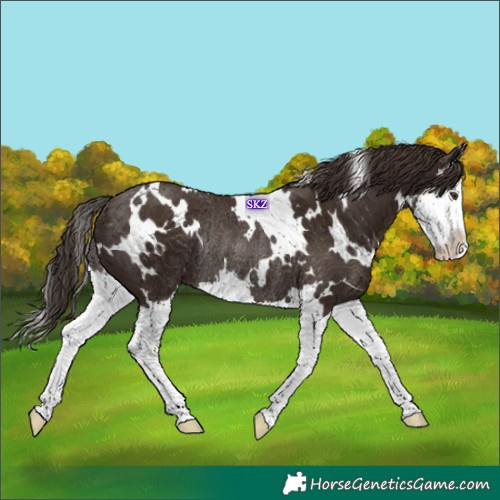 Horse Color:White Spotted Liver Chestnut Splash Rabicano 