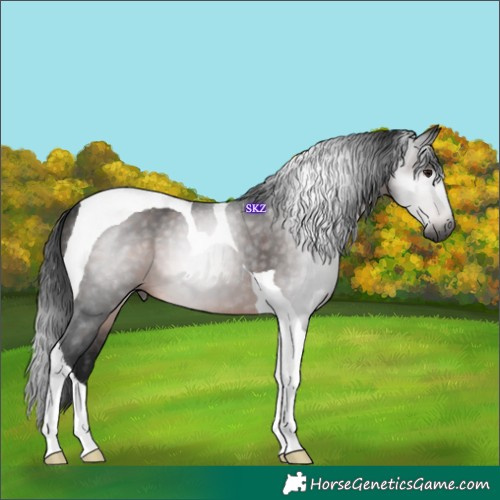 Horse Color:Gray Brown Tobiano 