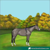 Horse Color:Grullo 