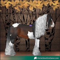 Horse Color:Brown Splash Tobiano 