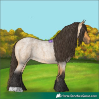 Horse Color:Buckskin Roan 