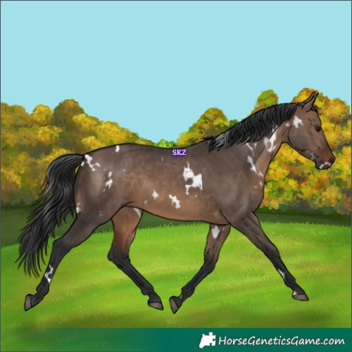 Horse Color:White Spotted Brown Dun Rabicano 