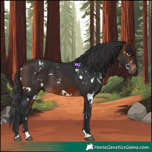Horse Color:White Spotted Bay 
