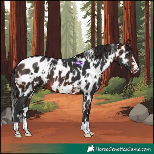 Horse Color:White Spotted Brown Appaloosa 