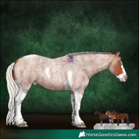 Horse Color:Silver Bay Roan Splash Tobiano 
