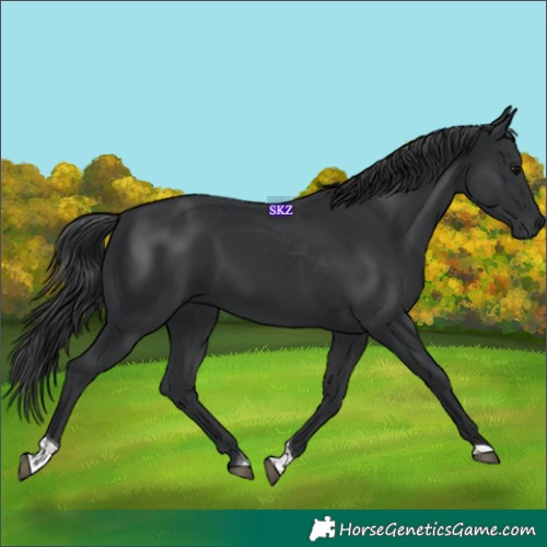 Horse Color:Black Tobiano 