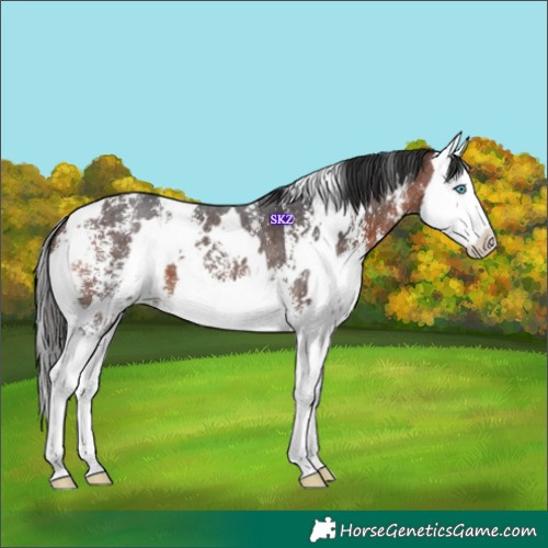 Horse Color:White Spotted Bay Sabino Splash 