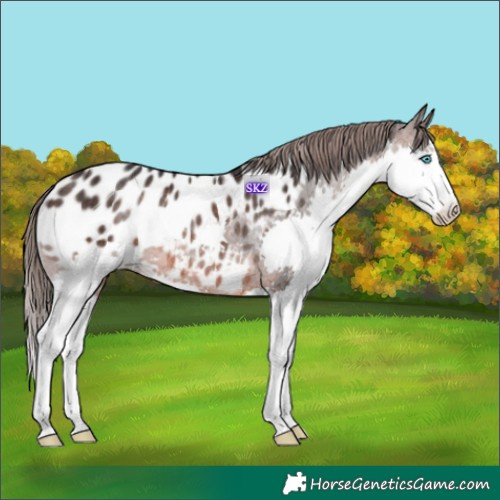 Horse Color:Brown Splash Appaloosa Rabicano 