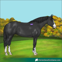 Horse Color:Black 