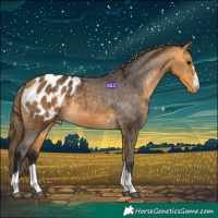 Horse Color:Buckskin Appaloosa Rabicano