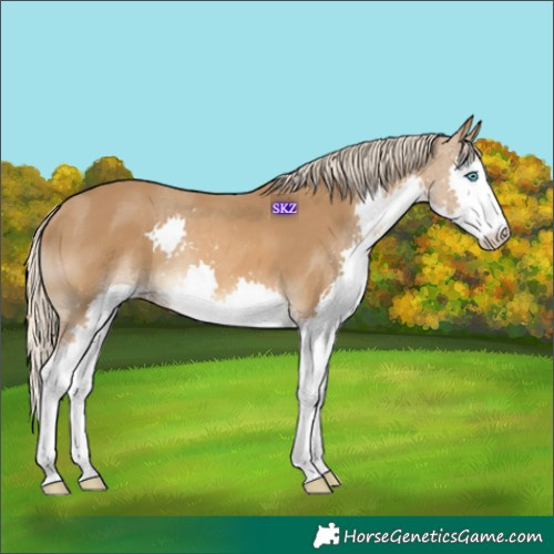 Horse Color:Chocolate Palomino Splash 