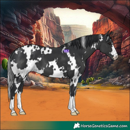Horse Color:White Spotted Black 