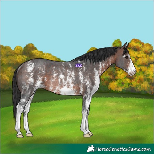 Horse Color:Brown Sabino Rabicano