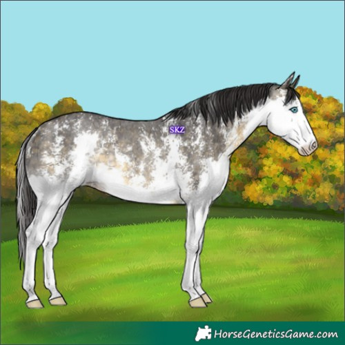 Horse Color:Buckskin Sabino Splash Rabicano 