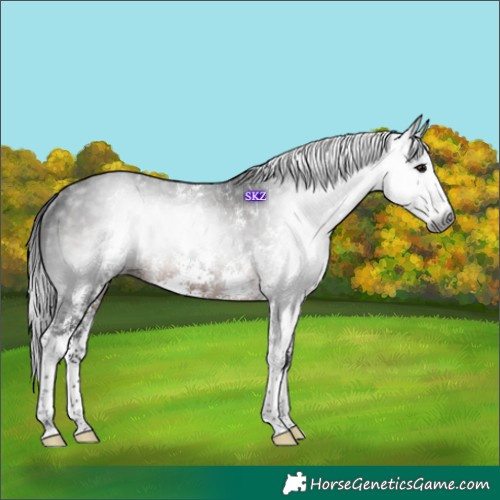 Horse Color:Gray Brown Sabino Rabicano 