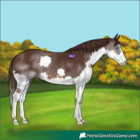 Horse Color:Liver Chestnut Splash 