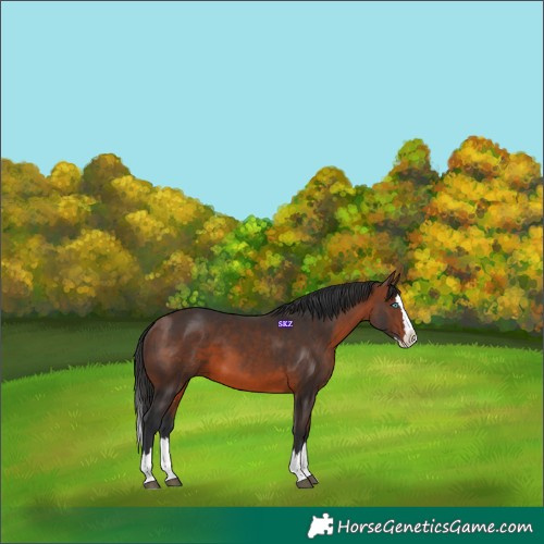 Horse Color:Brown Splash 