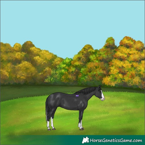 Horse Color:Black Splash