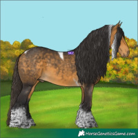 Horse Color:Buckskin Tobiano 