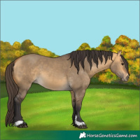 Horse Color:Unknown 