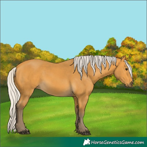 Horse Color:Silver Buckskin 
