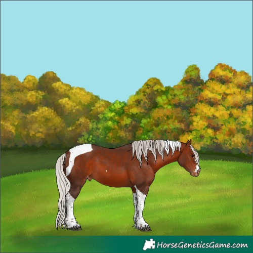 Horse Color:Silver Brown Tobiano Appaloosa