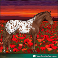 Horse Color:Chestnut Appaloosa 