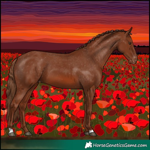 Horse Color:Chestnut Appaloosa 