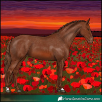 Horse Color:Chestnut Appaloosa 