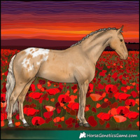 Horse Color:Palomino Appaloosa