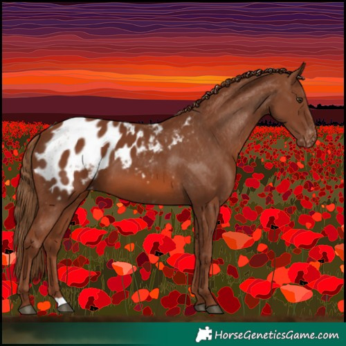 Horse Color:Chestnut Blanket 