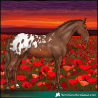 Horse Color:Chestnut Appaloosa 