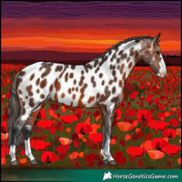 Horse Color:Brown Appaloosa 