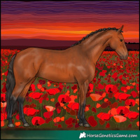 Horse Color:Bay 