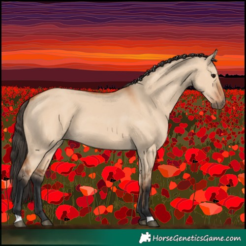 Horse Color:Bay Dun 
