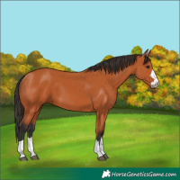Horse Color:Bay 