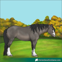 Horse Color:Grullo 