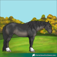 Horse Color:Black 