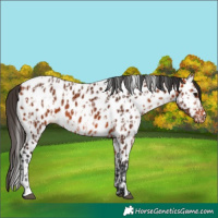 Horse Color:Bay Near Leopard  and Bay Near Leopard 