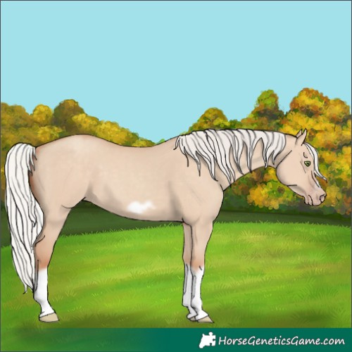 Horse Color:Silver Classic Champagne Dun Splash Frame