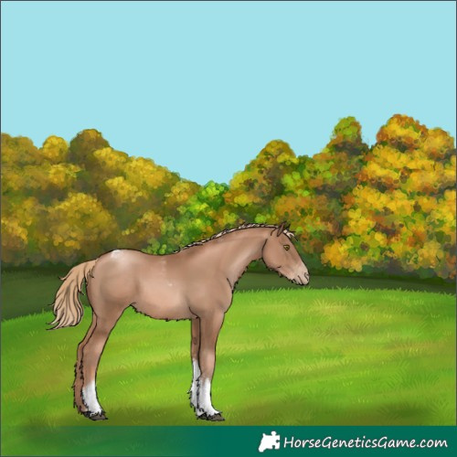 Horse Color:Liver Chestnut Pearl Tobiano Rabicano 